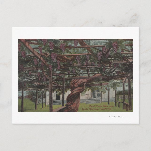 Postal Vista de un vino de uva gigante (Anverso)