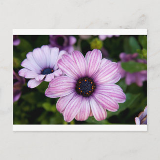 Postal Vista de una especie de margarita, Bodrum daisy