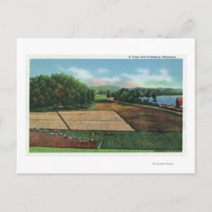 Postal Vista de una plantación de Cranberry