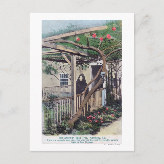 Postal Vista del árbol Rosa ShermanMonterey, CA (Anverso)