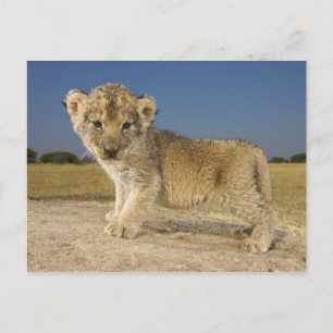 Postal Vista del cachorro de león (Panthera leo), mirando