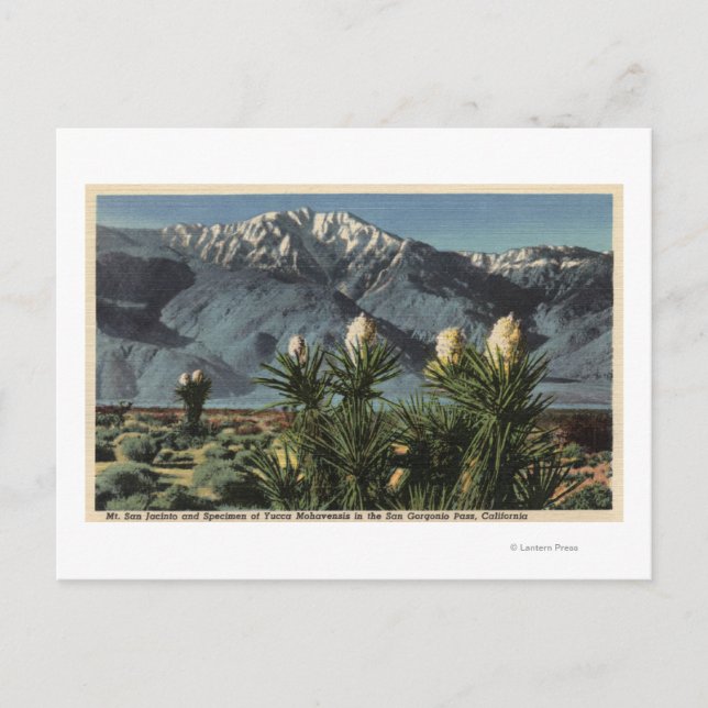 Postal Vista del Monte San Jacinto, Yucca Mohavensis (Anverso)