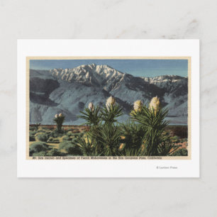 Postal Vista del Monte San Jacinto, Yucca Mohavensis