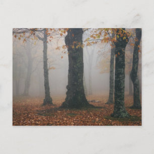 Postal Vista del otoño del bosque nublado, abuelo 2