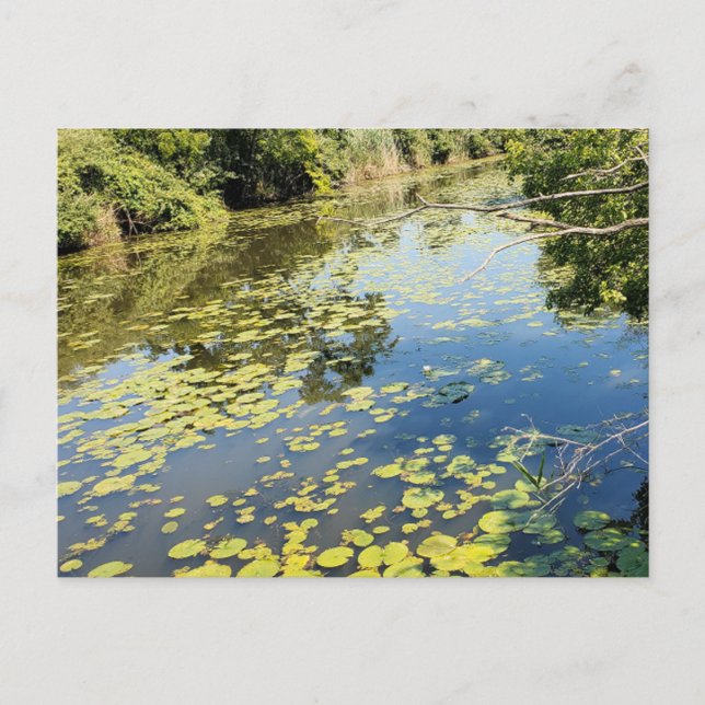 Postal Vista del río Lake Erie Metropark (Anverso)