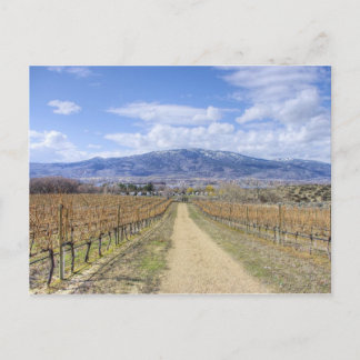 Postal Vista del viñedo de Osoyoos