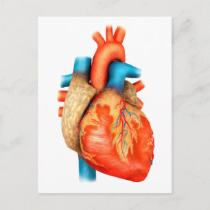 Postal Vista frontal del corazón humano