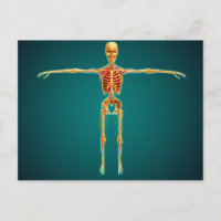 Vista frontal del esqueleto humano con nerviosa