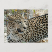 Vista lateral de cara de leopardo
