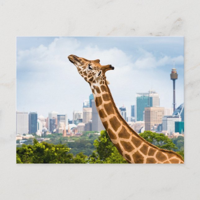 Postal Vista lateral de Giraffe con Sydney Skyline (Anverso)