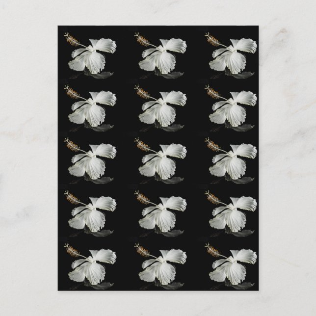 Postal Vista lateral de la flor blanca Hibiscus (Anverso)