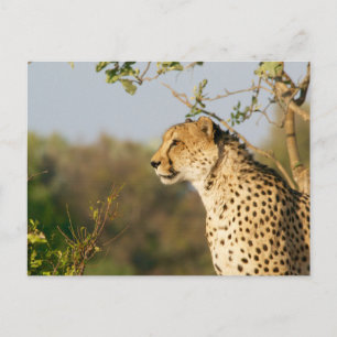 Postal Vista lateral del Cheetah Wildlife