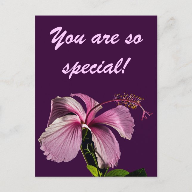 Postal Vista lateral rosada de las flores de Hibiscus (Anverso)