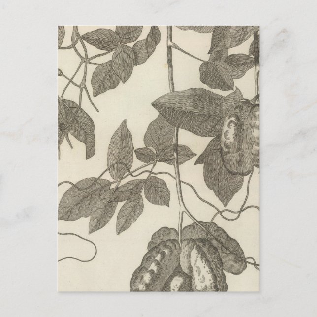 Postal Vista más grande de la Liana femenina de Chile (Anverso)