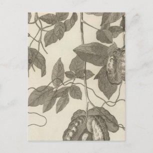 Postal Vista más grande de la Liana femenina de Chile