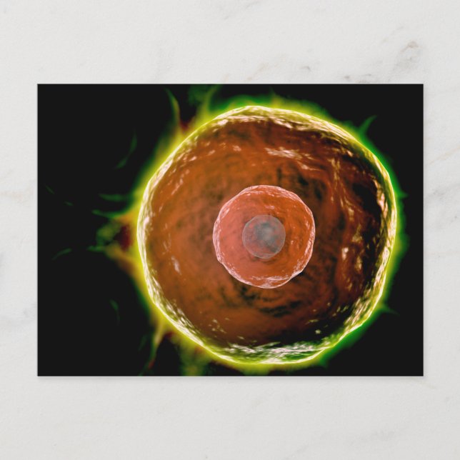 Postal Vista Microscópica De Células B Humanas 2 (Anverso)
