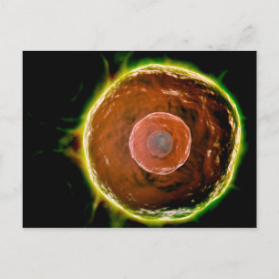 Postal Vista Microscópica De Células B Humanas 2