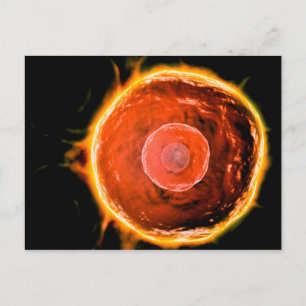 Postal Vista Microscópica De Células B Humanas 3