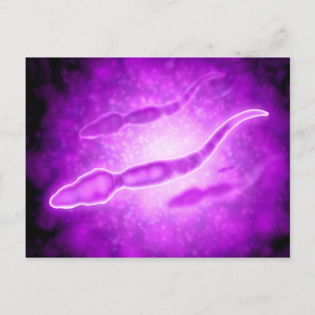 Postal Vista Microscópica De Células De Esperma Masculino (Anverso)