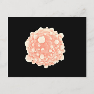 Postal Vista Microscópica De La Célula Pancreática Del Cá