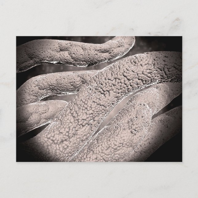 Postal Vista Microscópica De La Formación Corncob (Anverso)