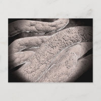 Vista Microscópica De La Formación Corncob