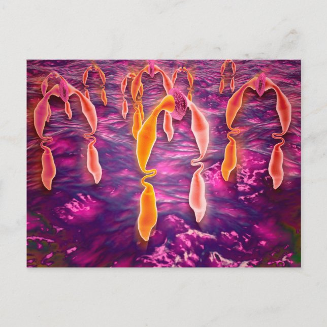 Postal Vista Microscópica De La Unión De Ligangas A Un Re (Anverso)