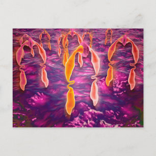 Postal Vista Microscópica De La Unión De Ligangas A Un Re