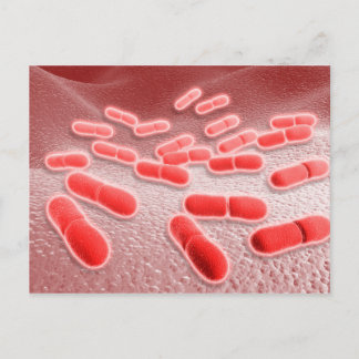 Postal Vista Microscópica De Listeria Monocytogenes 4