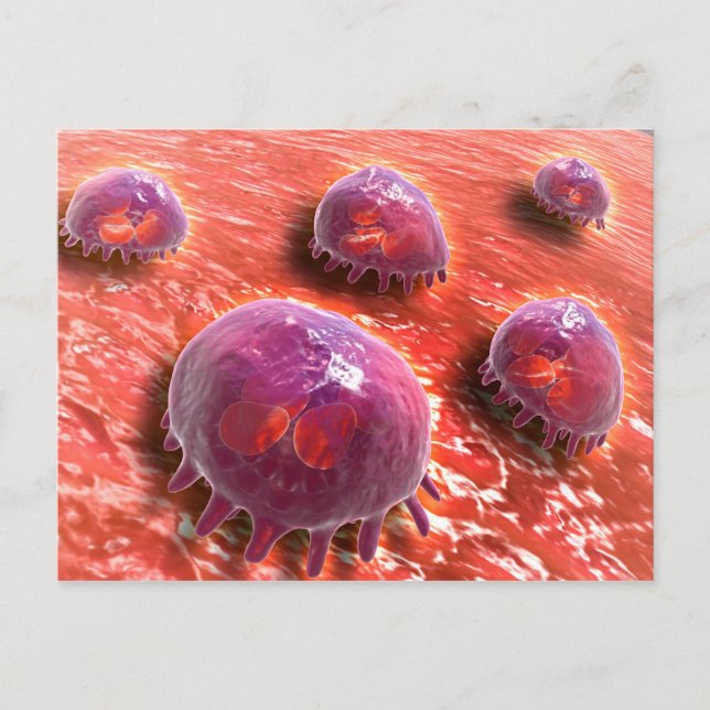 Postal Vista Microscópica De Macrófagos Fhagocíticos 3 (Anverso)