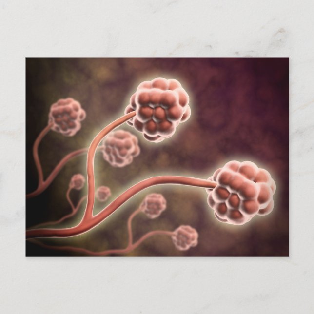 Postal Vista Microscópica De Stachybotrys Chartarum (Anverso)