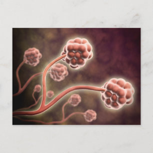 Postal Vista Microscópica De Stachybotrys Chartarum