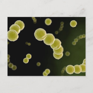 Postal Vista Microscópica De Streptococcus 1