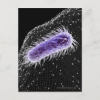 Vista microscópica de una célula helicobacter pylo
