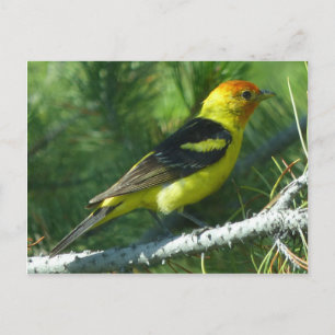 Postal Vista panorámica del ave de Western Tanager