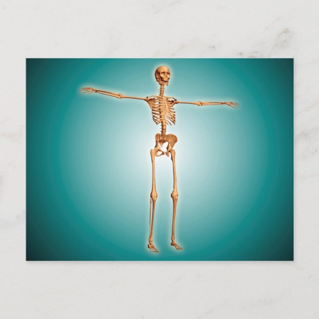 Postal Vista Perspectiva Del Sistema Humano Skeletal (Anverso)