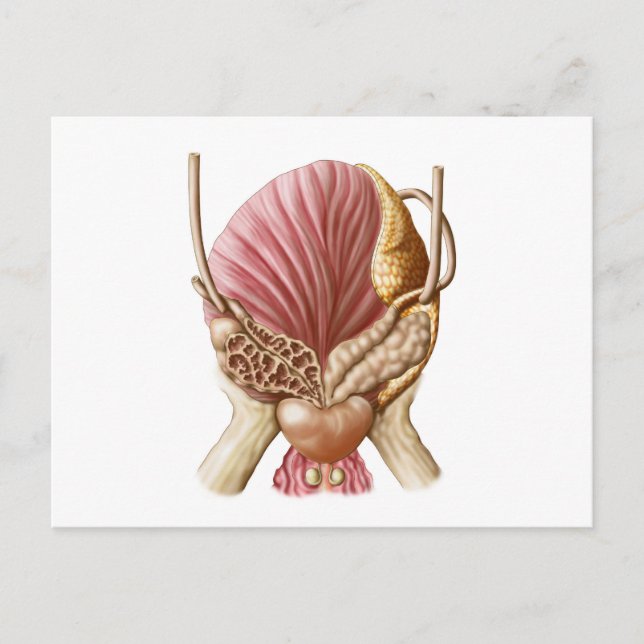 Postal Vista Posterior De La Escala Urinaria (Anverso)