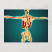 Vista Posterior Del Esqueleto Humano Con Sistema N