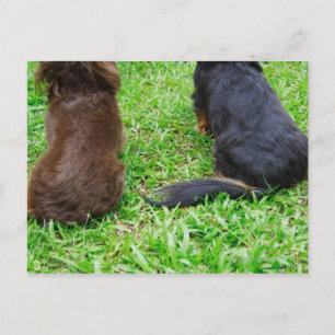 Postal Vista trasera de dos perros Dachshund