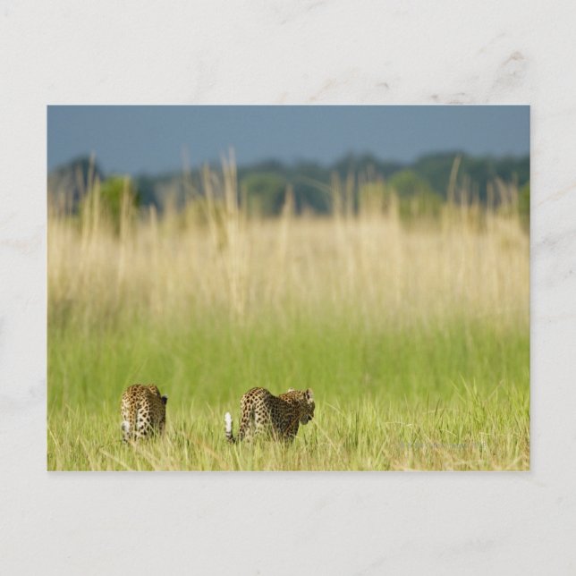 Postal Vista trasera de Leopard (Panthera pardus) y cacho (Anverso)