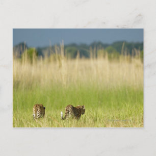 Postal Vista trasera de Leopard (Panthera pardus) y cacho