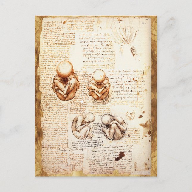 Postal Vistas de un feto en el útero, Ob-Gyn Medical (Anverso)
