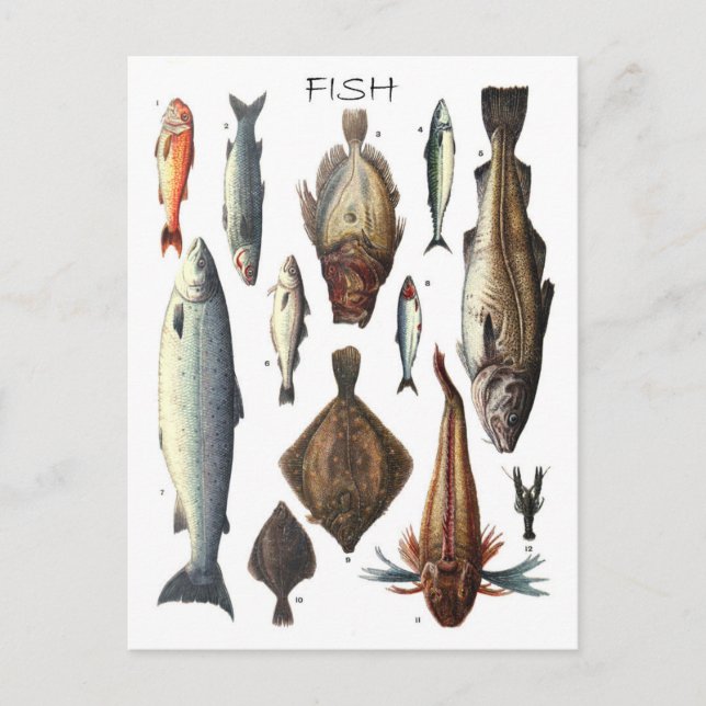 Postal Visualización de diferentes tipos de peces (Anverso)