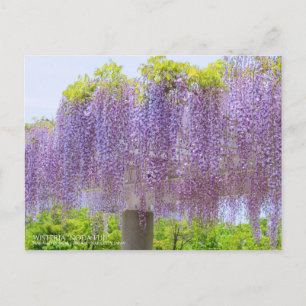 Postal Visualización de Wisteria:Postcard