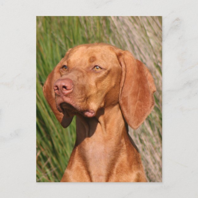 Postal viszal (Anverso)