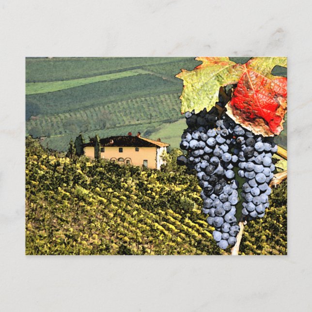 Postal vitícola toscana (Anverso)