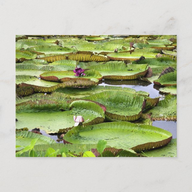 Postal Vitoria Regis, nenúfares gigantes en el Amazonas (Anverso)