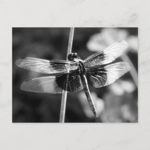 Postal Viuda Skimmer Dragonfly fotografía en blanco y neg