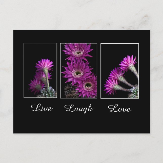 Postal Viva, ríe, ama trío de flores de Cactus (Anverso)