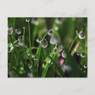 Postal vivero de arroz